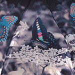 Зонт женский MAGIC RAIN 4333 11296 Голубые бабочки (сатин)