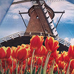 Зонт AMEYOKE OK58 (photo-6) Голландия Тюльпаны