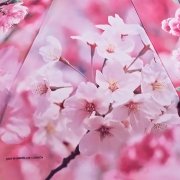 Зонт женский Zest 24665 5184 Сакура розовая