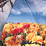 Зонт женский Ame Yoke OK58 (photo) 9914 Голландия Тюльпаны