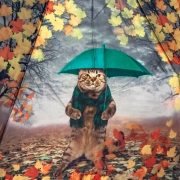 Подростковый зонт Diniya 2739 16311 Осенний листопад (сатин)